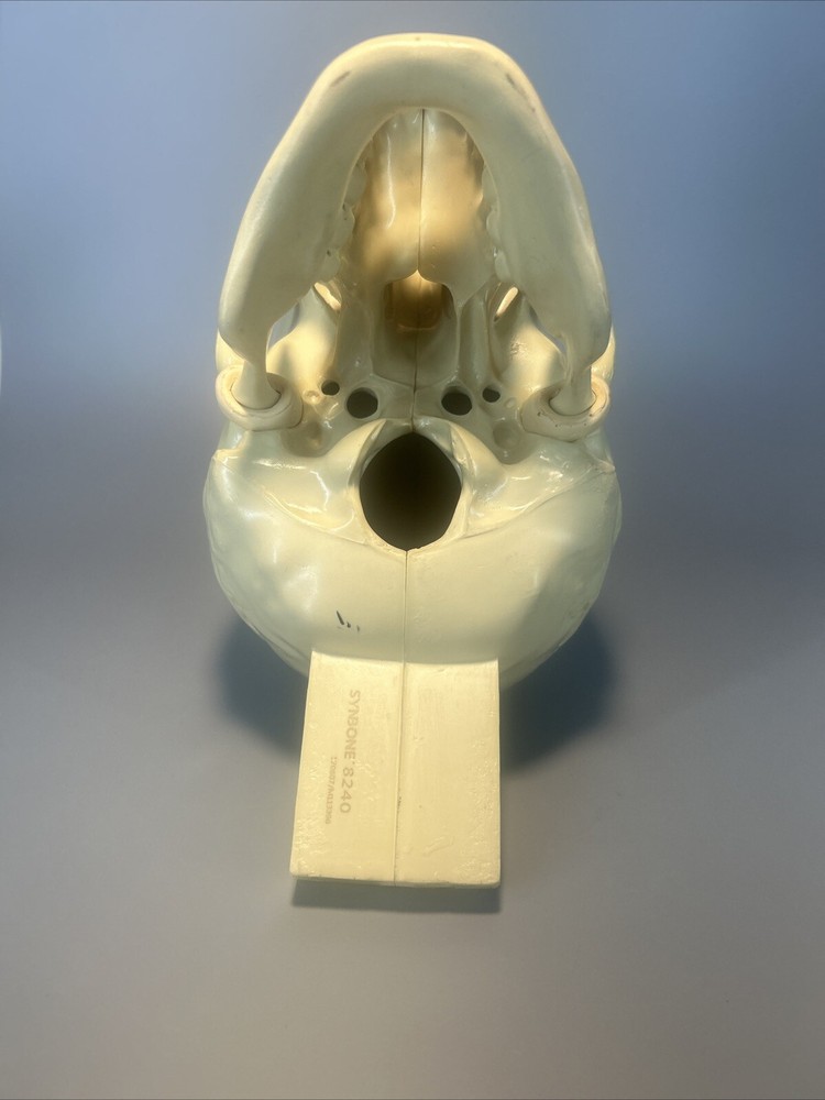 Synbone, Human Skull, Surgical, Training, Education,