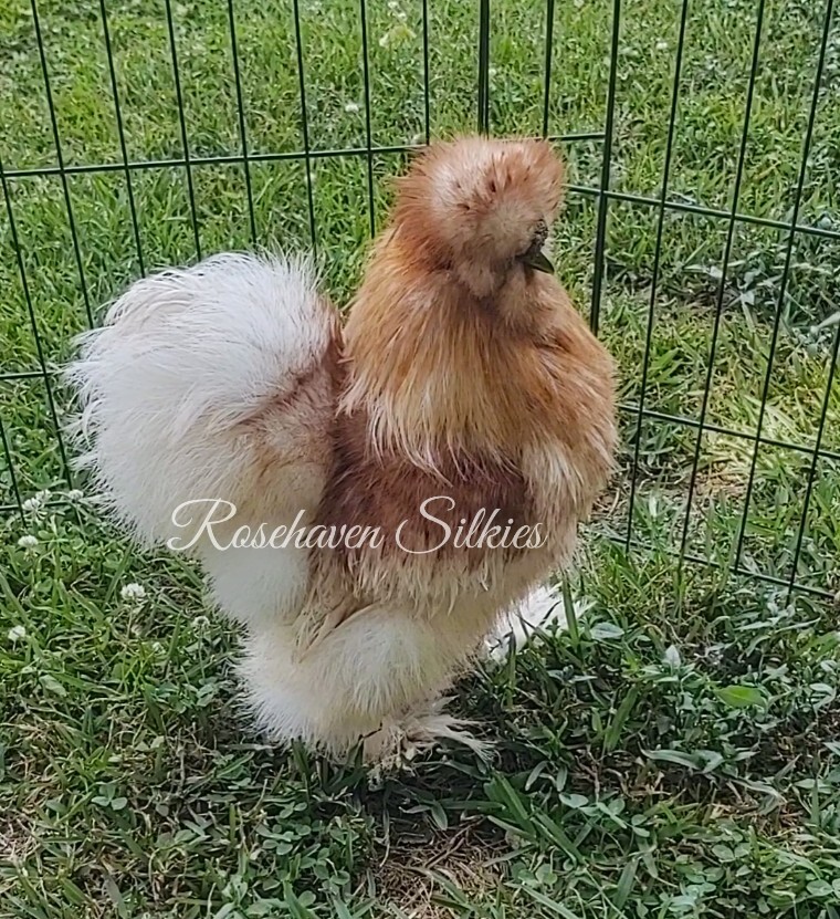 6 quality Silkie Hatching Eggs