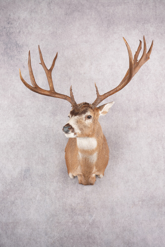 Columbia Blacktail Deer SKU 2781