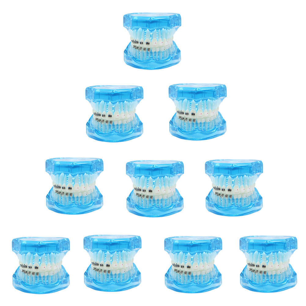 Dental orthodontic contrust teach study teeth model mental and ceramic bracket