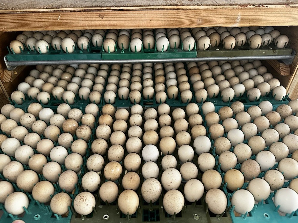 60 Fertile Chukar Partridge Eggs