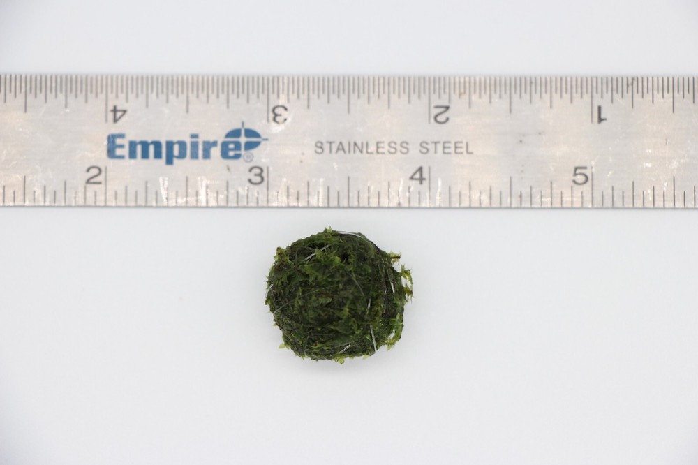 Sinking Java Moss Balls Live Aquarium Paludarium Plant Decoration