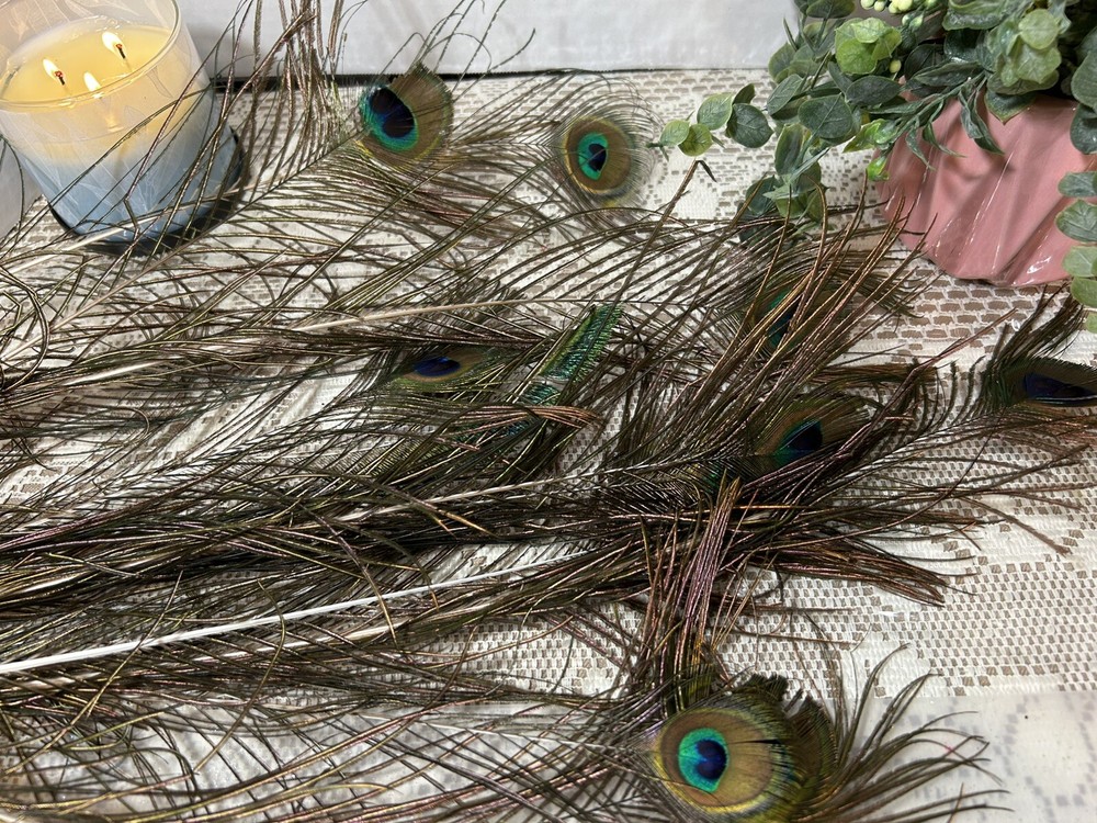12 peacock feathers