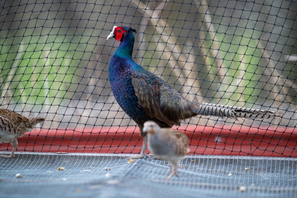 12+ Melanistic Mutant Pheasant Hatching Eggs