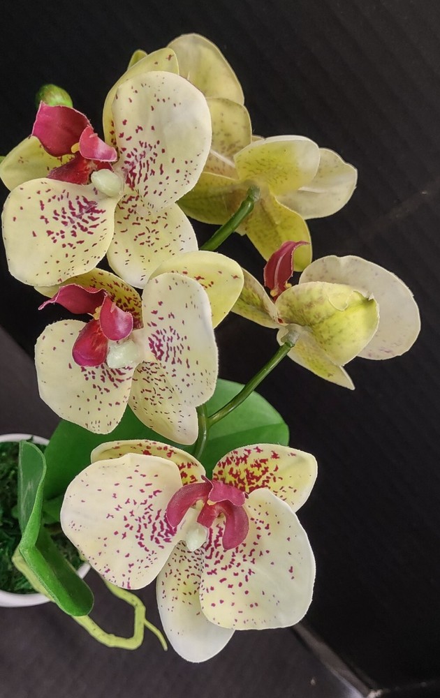 Artificial mini Phalaenopsis orchid