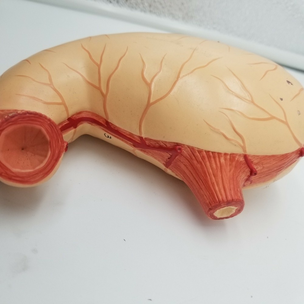 Altay Spare Stomach Model For Altay Torso Models