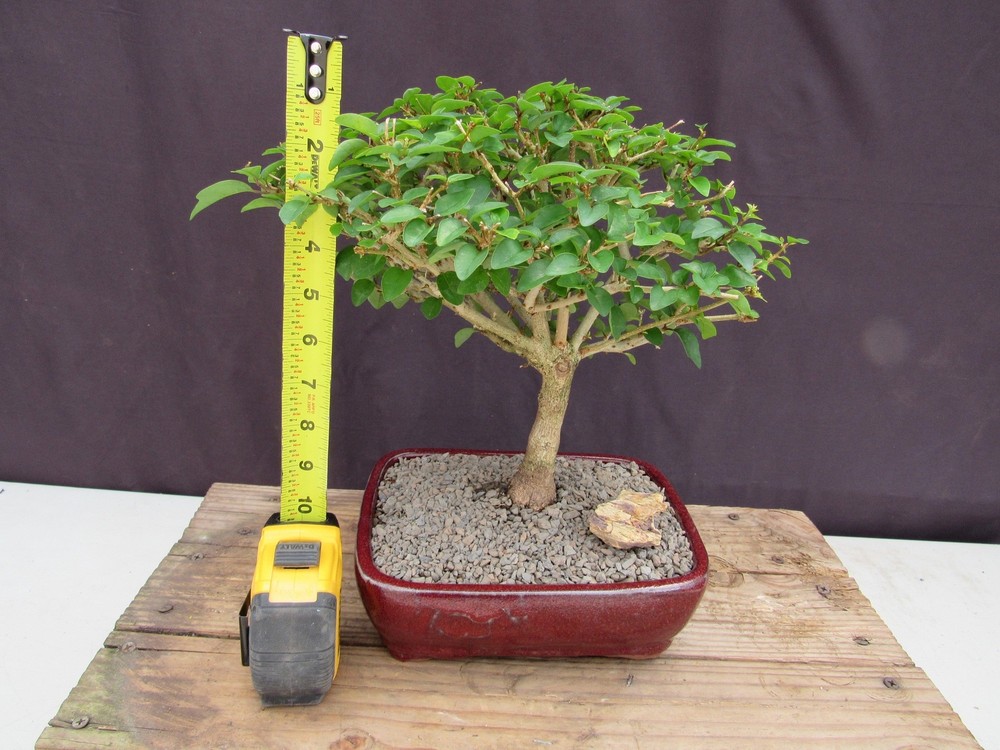 Large Flowering Parrot Beak Bonsai Tree