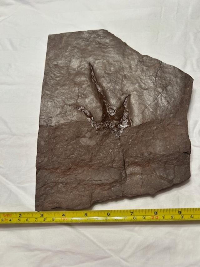 Grallator Dinosaur Tracks, Triassic