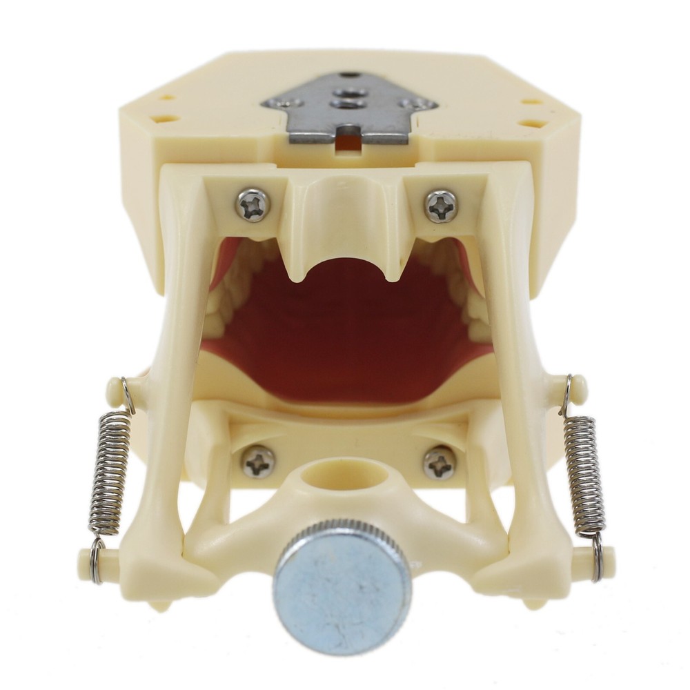 Frasaco AG3 Dental Typodont Model Mounting Pole 32PCS Teeth Replacement Screw-in