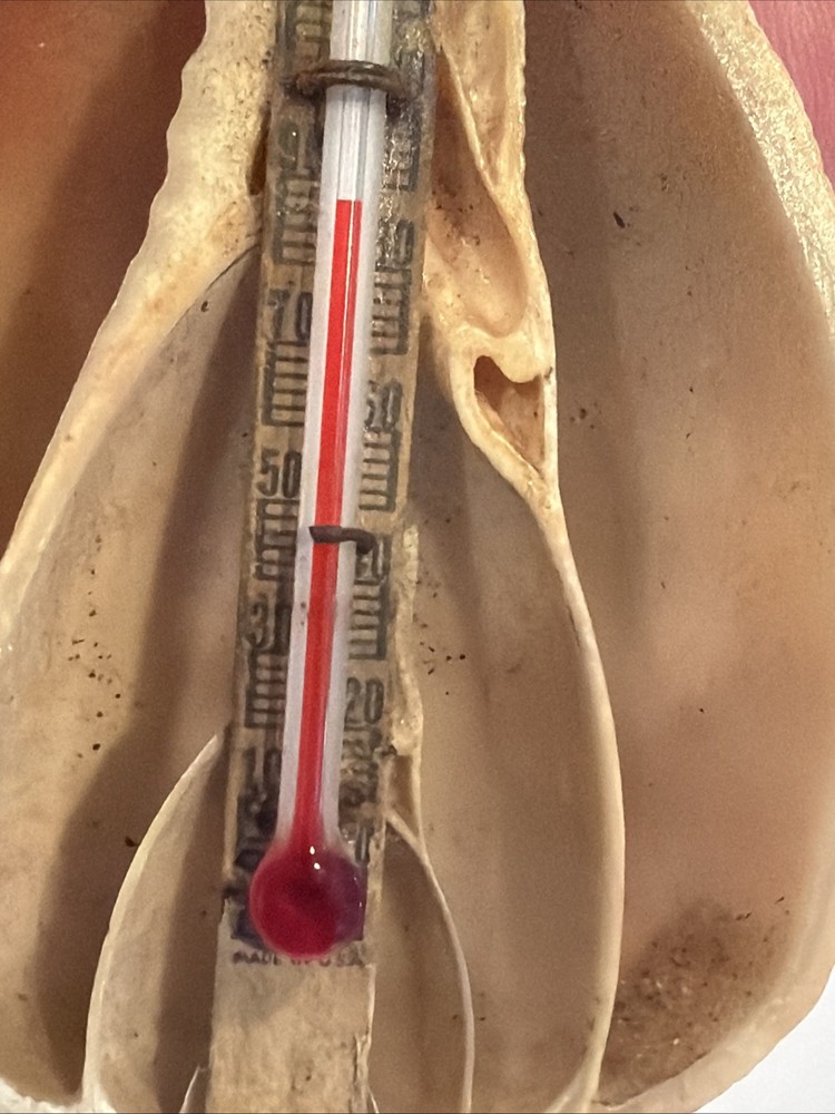 ANTIQUE SMALL DESK SHELL THERMOMETER 2 3/4”