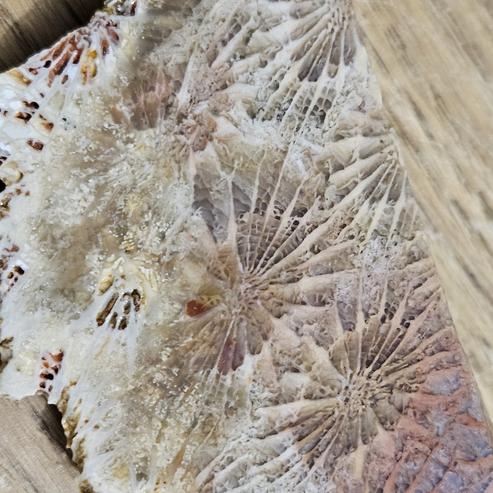 Fossized Coral Lapidary Slab 78 Grams
