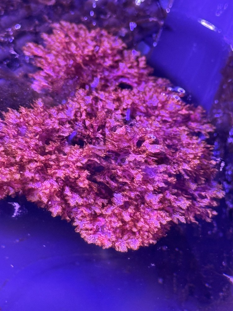 Atomic Broccoli Macroalgae - 1” Ball