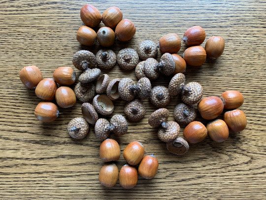 Acorns, Red Oak, 100 count, Without Attached Caps