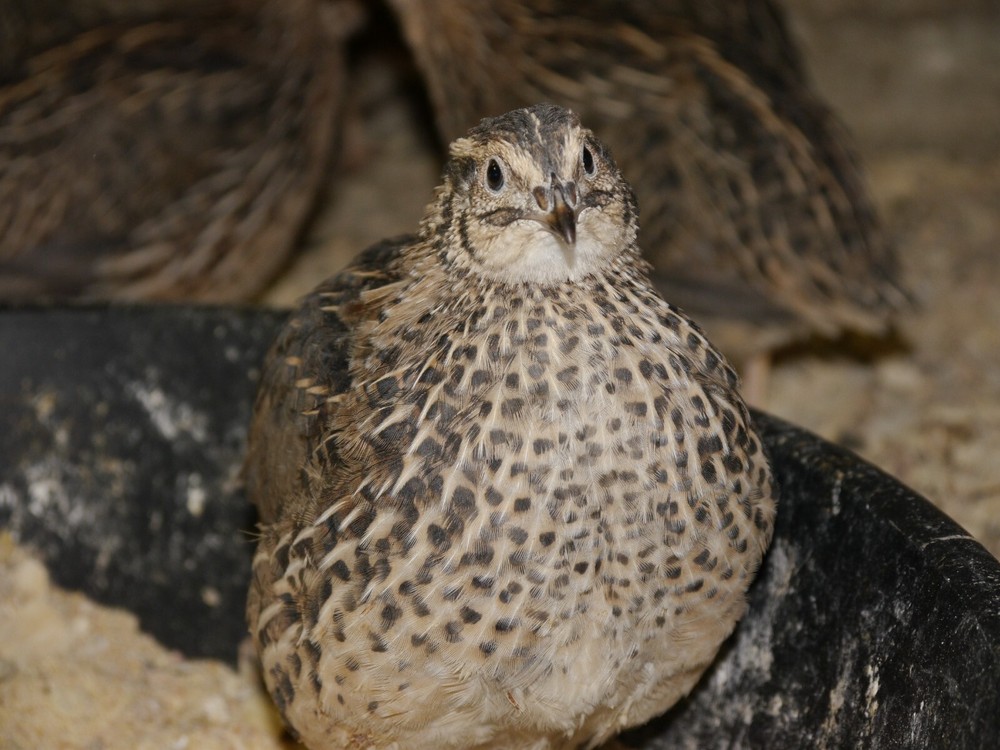 30 Extra large Jumbo Brown hatching eggs