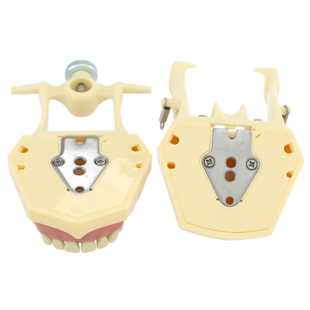 Dental Restorative Typodont Model 32pc Removable Marked Teeth M8014-2 Frasaco
