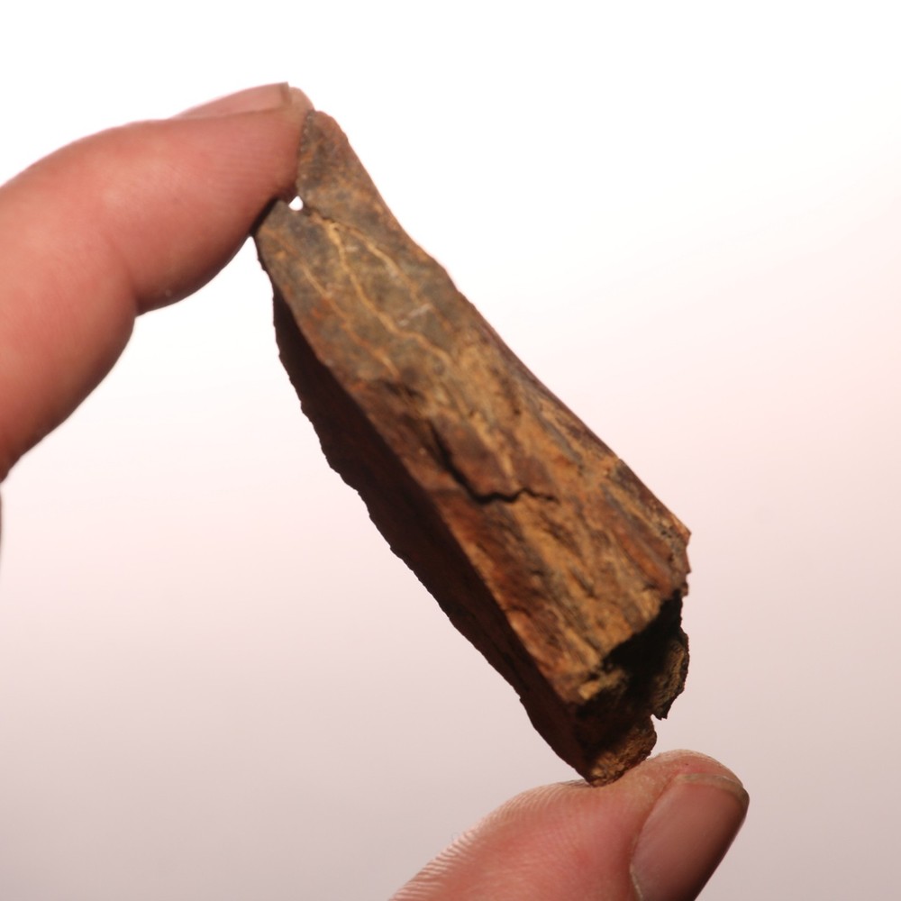 Dinosaur Vertebrae Process - Great - Beautiful - Hell Creek Formation Cretaceous