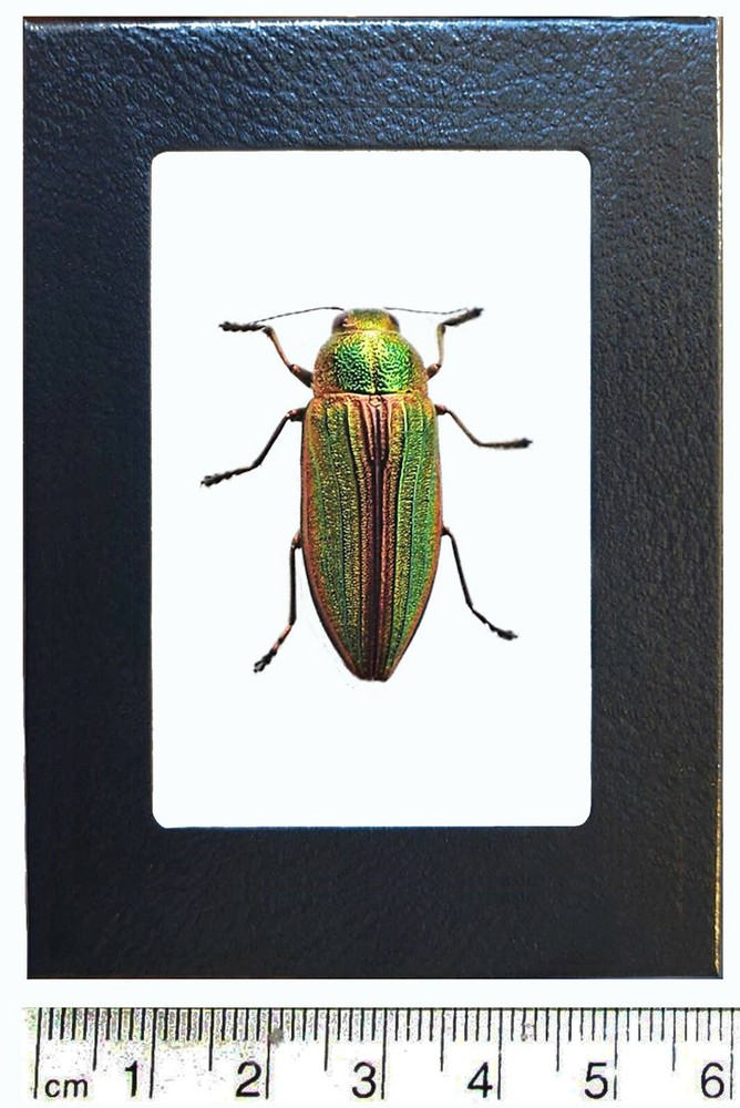 Buprestis aurulenta red green buprestid beetle Guatemala framed