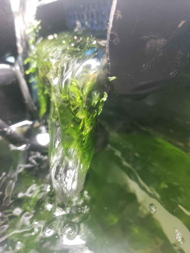 Java Moss Easy Live Aquarium Plant BUY 2 GET 1 FREE ✅💪