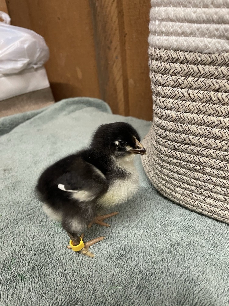 1 Dozen Black Copper Marans Hatching Eggs!