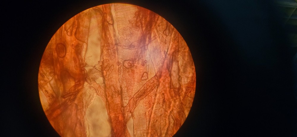 Olympus CH30 Binocular Microscope Made in Japan with 4 objectives Phase contrast