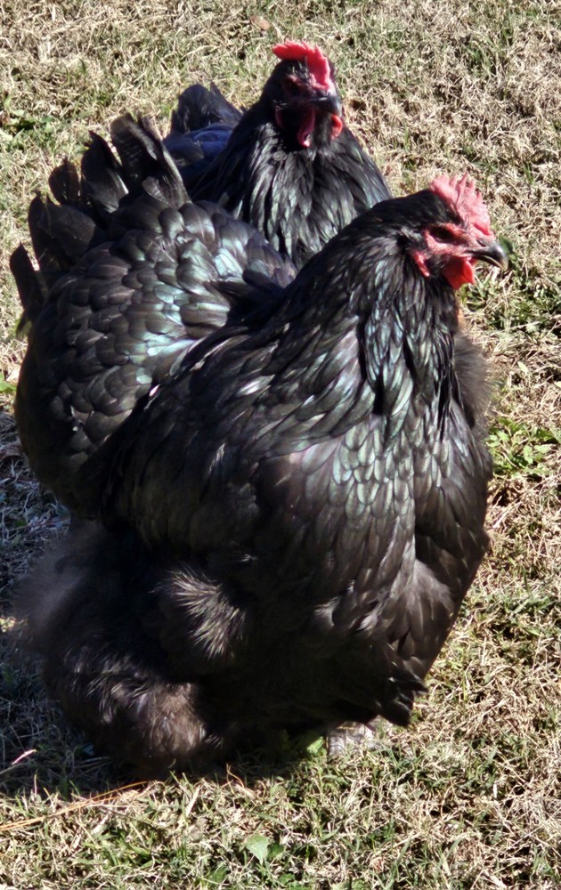 8+ English Black Orpington Hatching Eggs