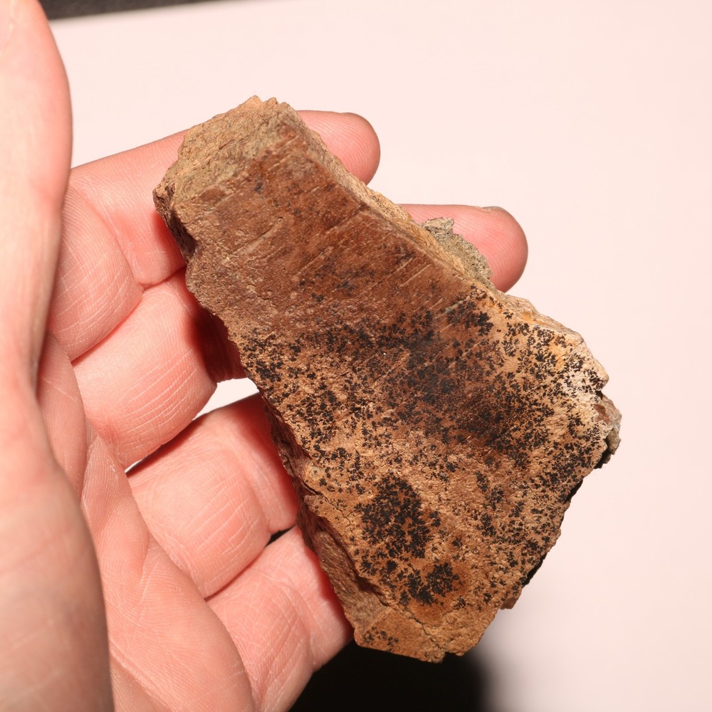 Triceratops Frill Section - CRETACEOUS Hell Creek Formation - Nice Thick CHunk