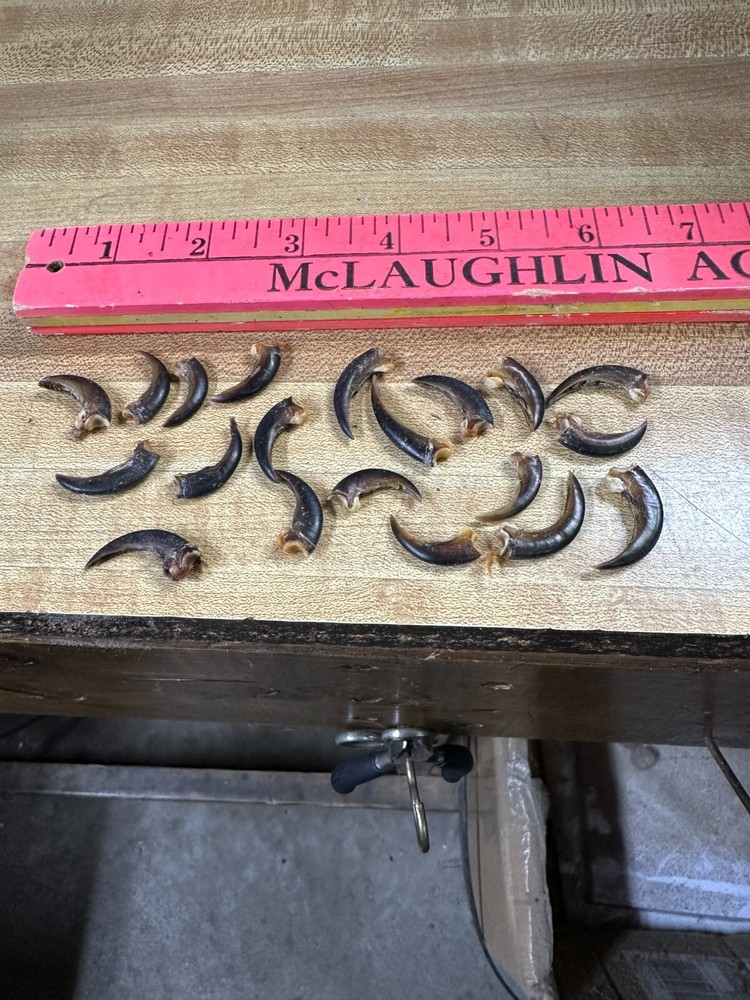 Porcupine Claws 20 Assorted