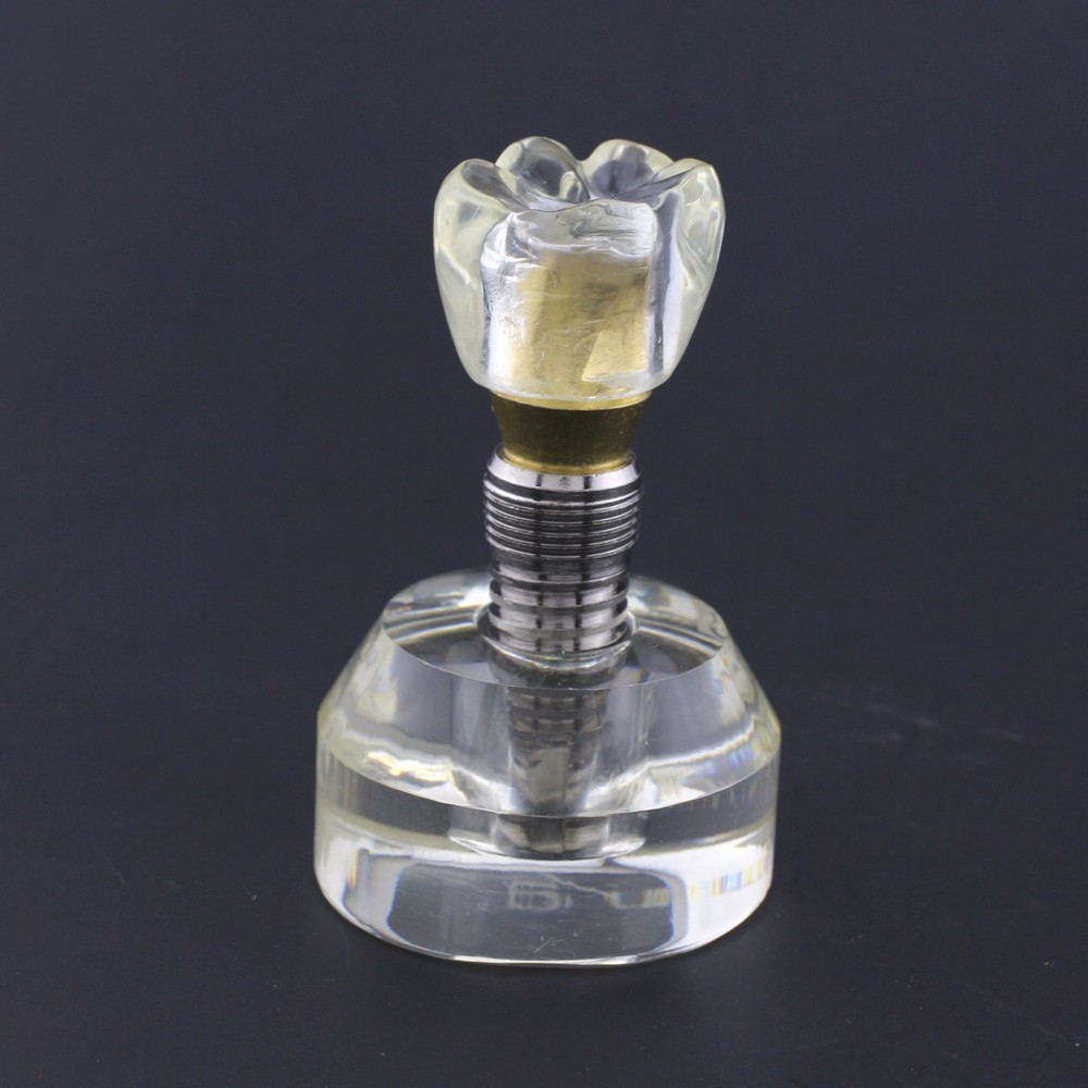 Dental Implant Typodont Teeth Study Model Arcylic Single Tooth Crown Base #2020