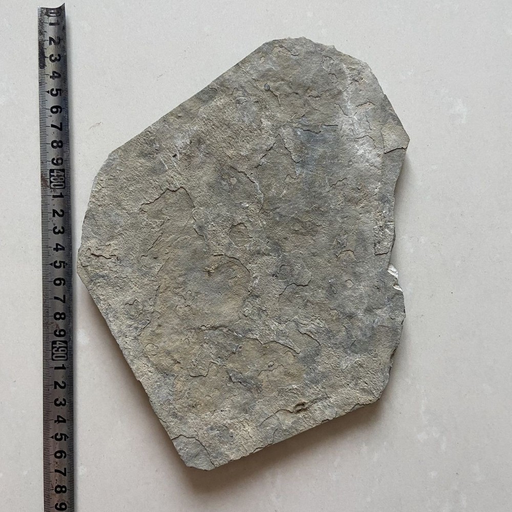 Unique and authentic fossilized paleontological fossil A06