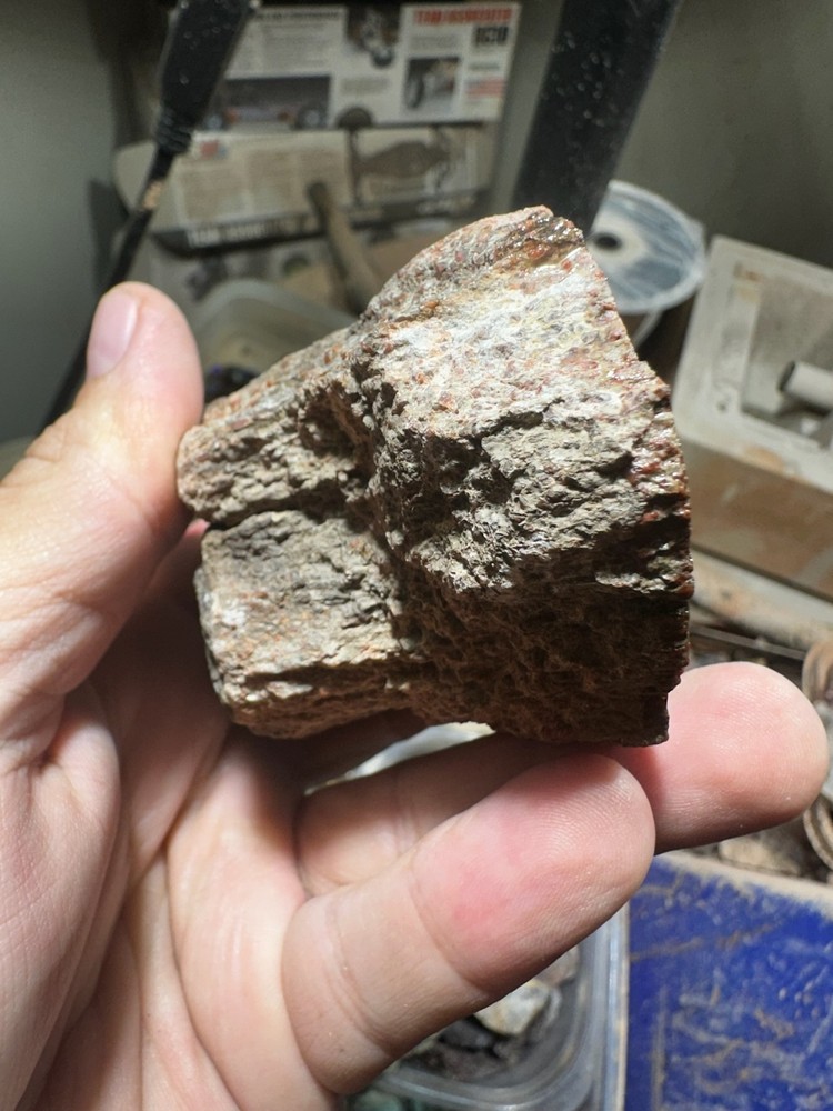 Dinosaur bone rough **hxtled end cut.