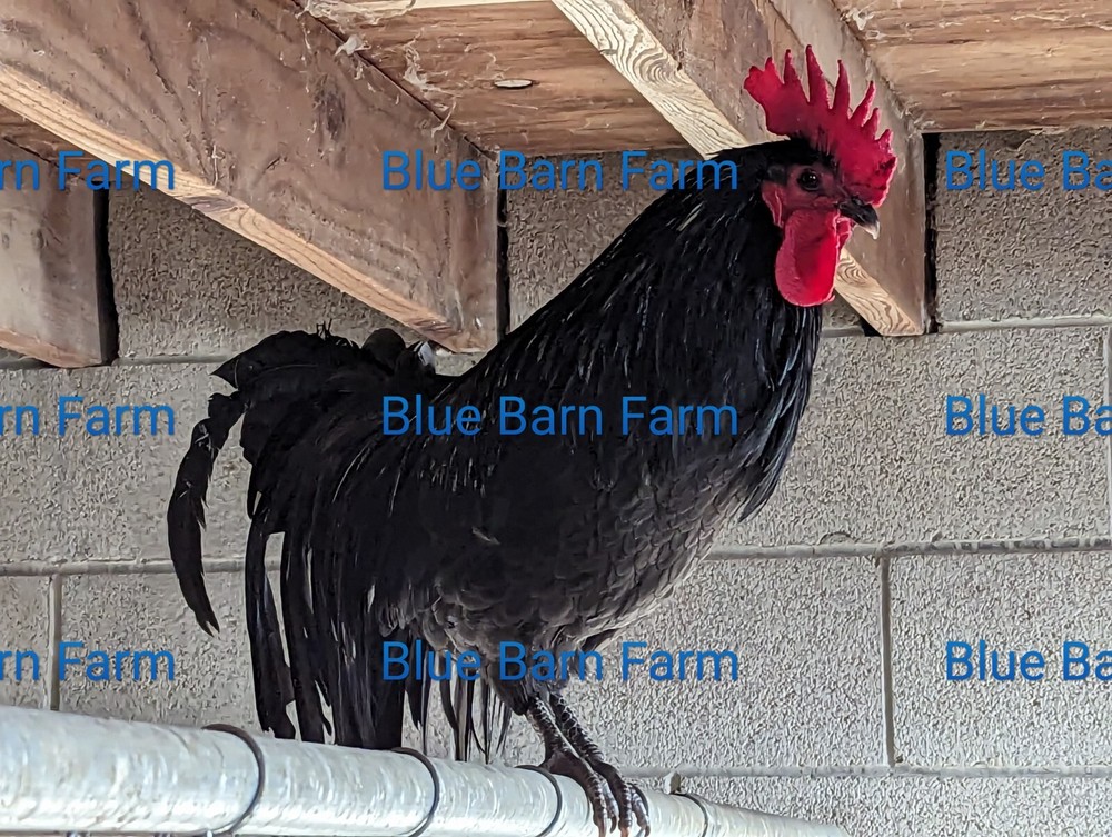 6+ Black PHOENIX Chicken Hatching Eggs. Rare, Elegant, Long-Tail Project Breed