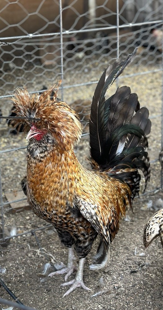 12+++Extra Candy Corn Polish Fertile Hatching Eggs