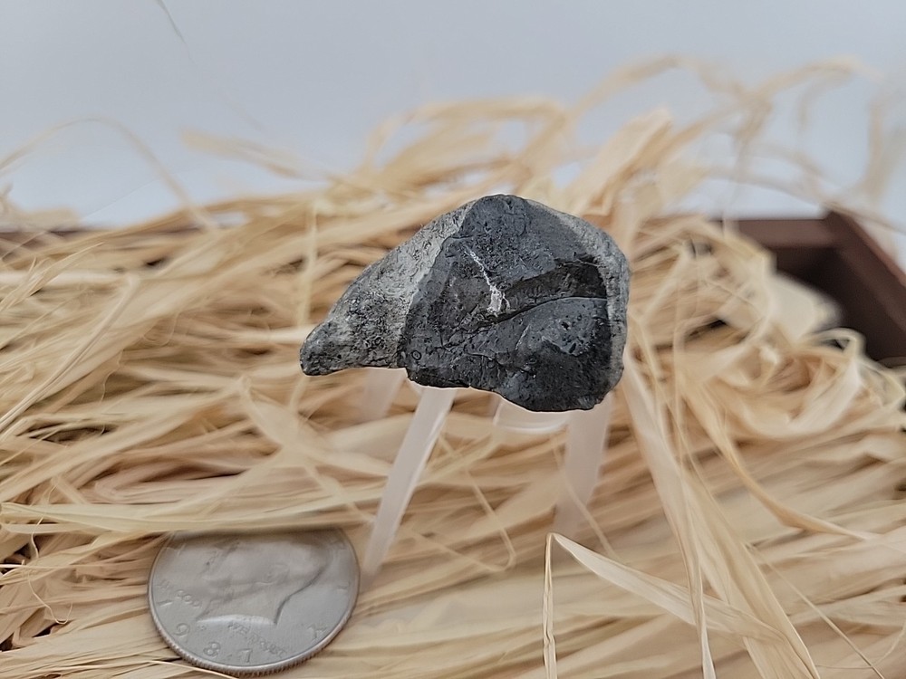 Permineralized Claw Fossil Super Rare