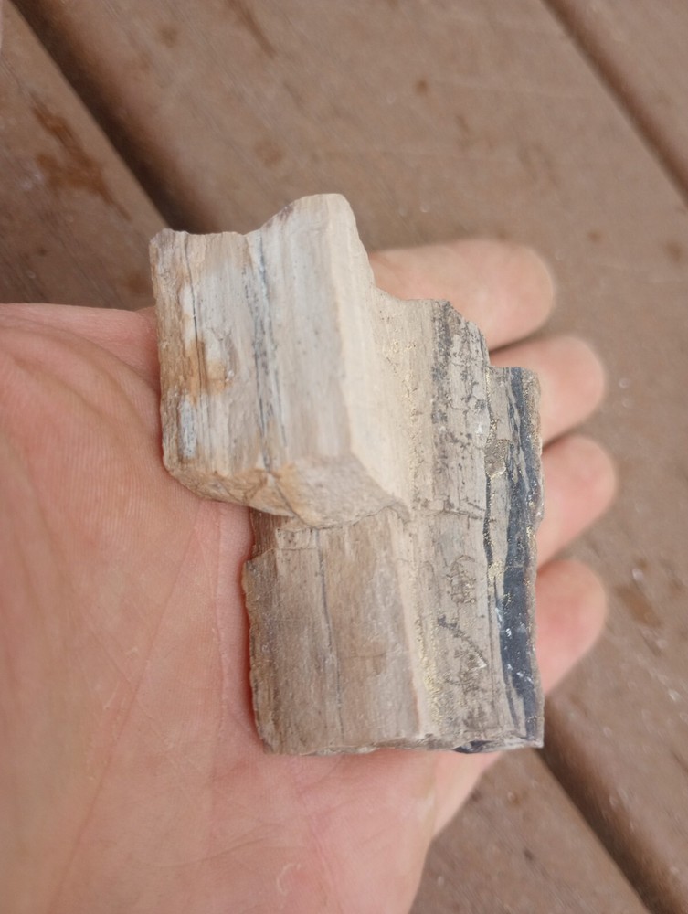 petrified wood