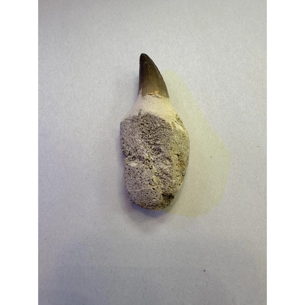 Real Mosasaur Tooth (8.9cm) - Cretaceous, Guaranteed Authentic, Great Root