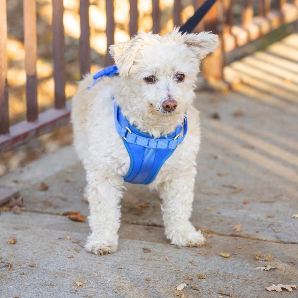 Vibrant Life Polyester Plain Walking Dog Harness Blue Size Small
