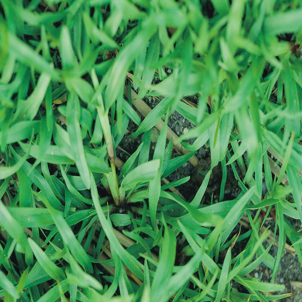Carpetgrass Seeds "Premium Grade Coated" 25 Lbs