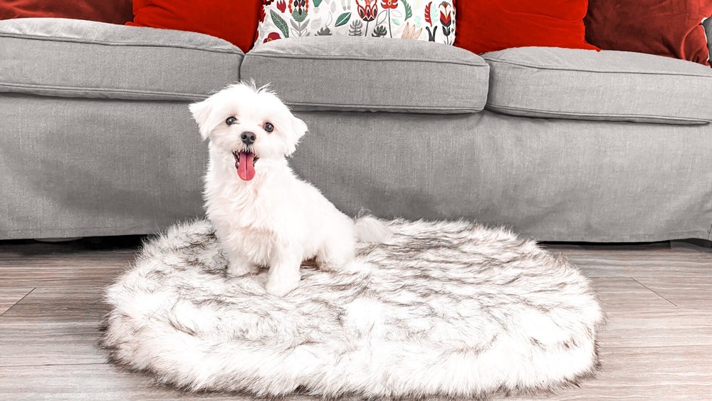 Bed Dog/Cat. Washable, luxurious, memory foam Small Size