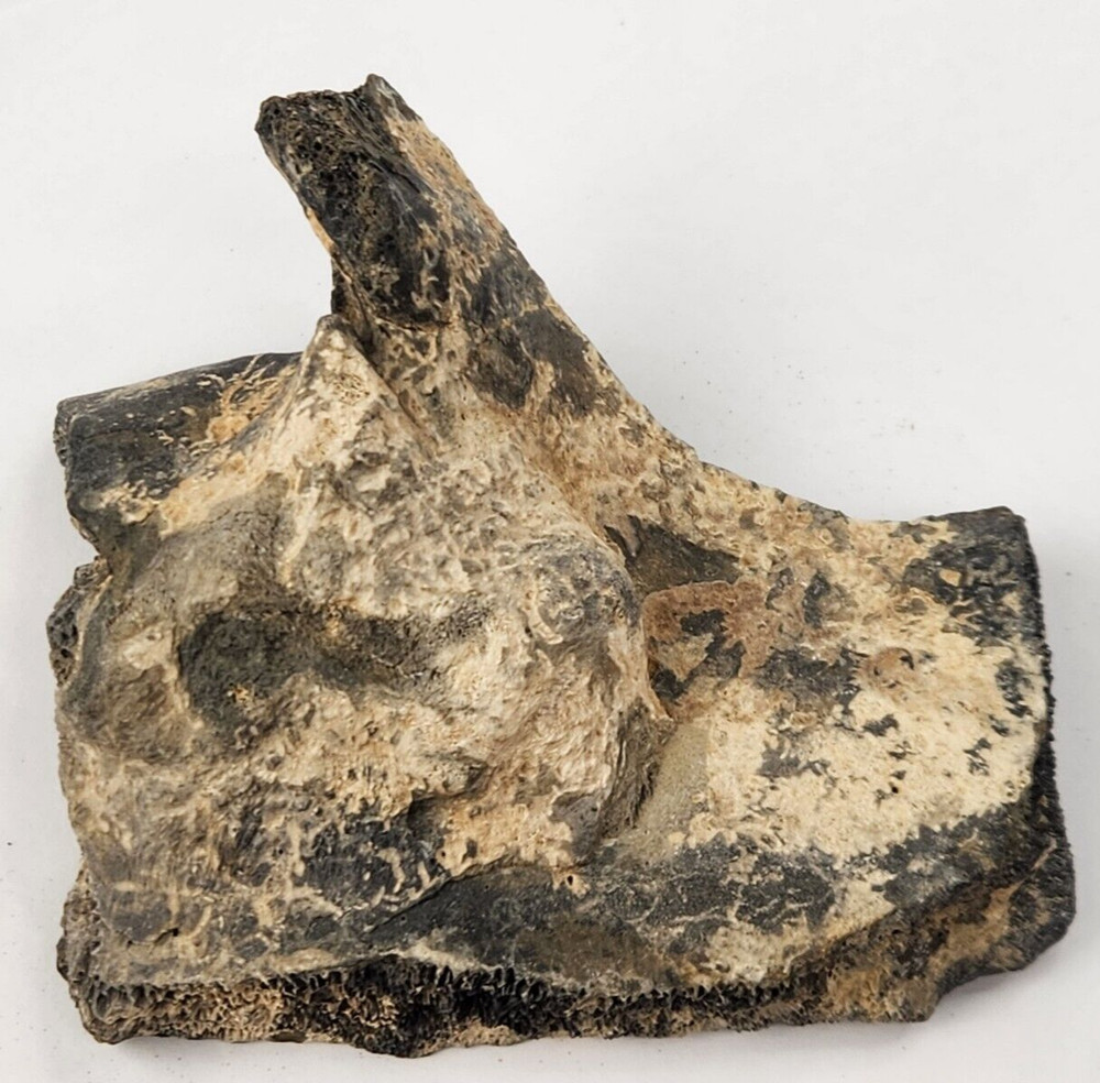 Pathological Turtle Shell Fossil - Florida