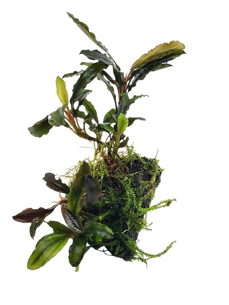 Bucephalandra Black Galaxy on Lava Rock