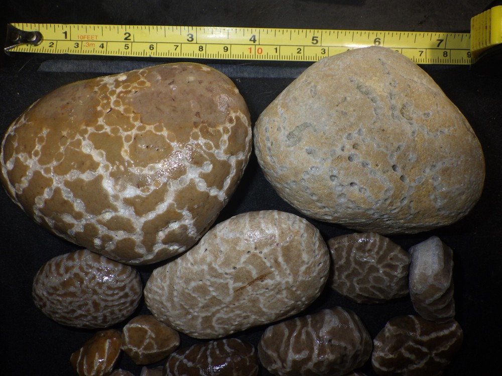 Chain Coral Halysites 2 lbs 10.1 oz