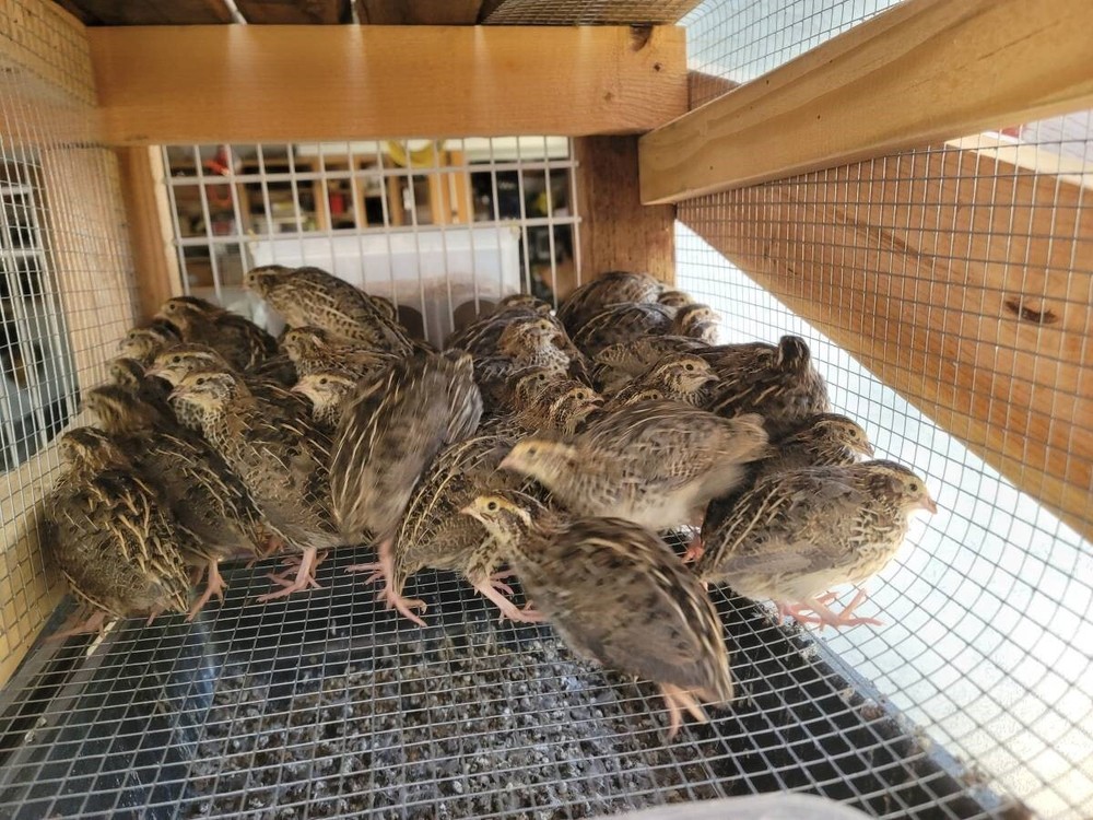 24 Fertile Coturnix Quail Hatching Eggs