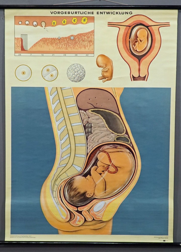 Medical Wall Chart Prenatal Development Rollable Poster