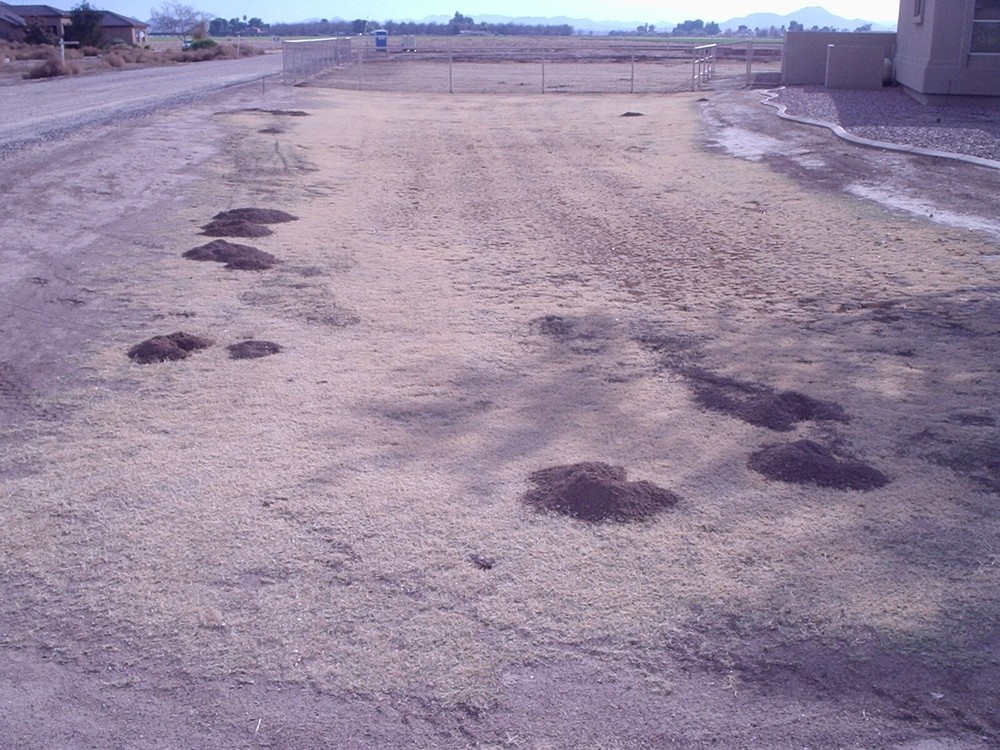 Gopher Heaven ,Gopher , Mole , Prairie dog,Voles underground all rodent control