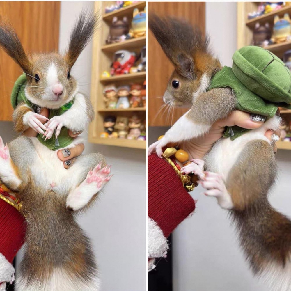 Cute Squirrel Costumes Turtle Shell Kawaii Clothes for Medium, green