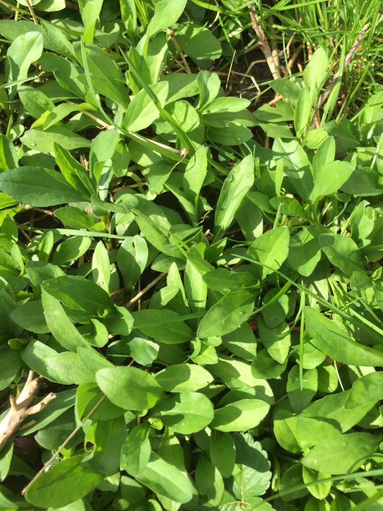 20  Kalimeris indica live roots plants (马兰头)