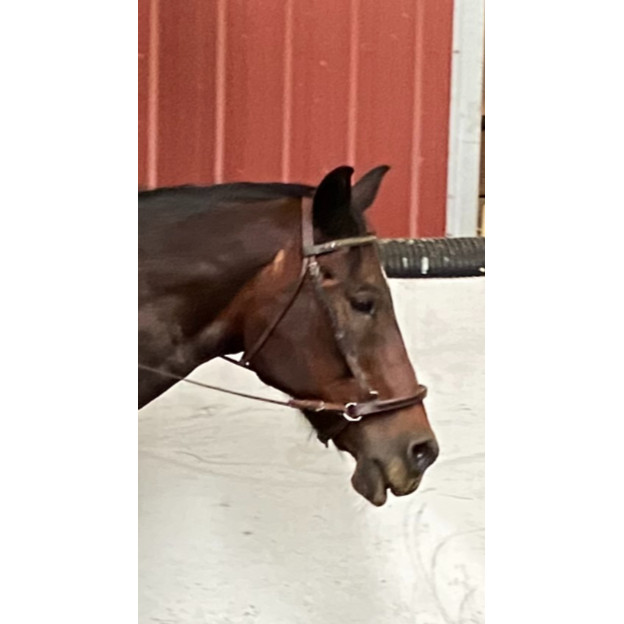 Exselle Elite Jumping Hackamore