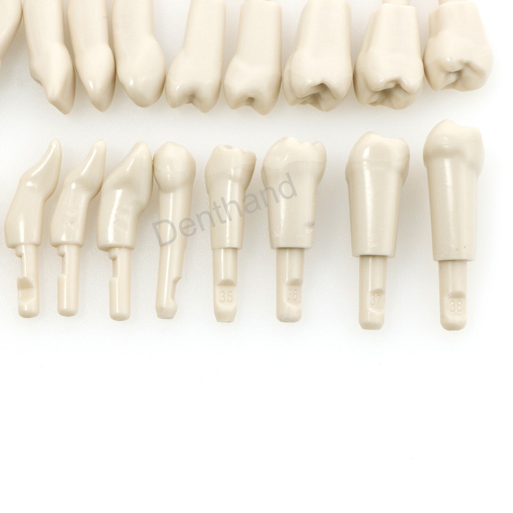 Dental Tooth Model for KaVo Basic 32Pcs Model Spare teeth Retention Mechanism