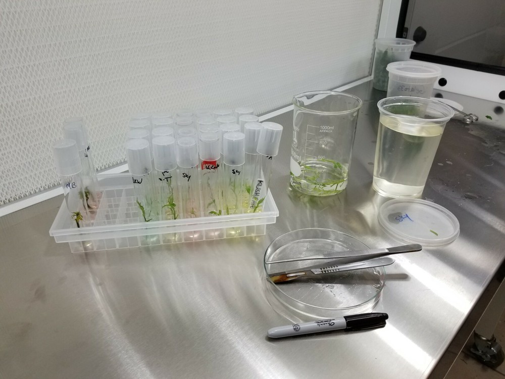 Complete Tissue Culture Kit Microclone Cloning Micropropagation Tissueponics TC