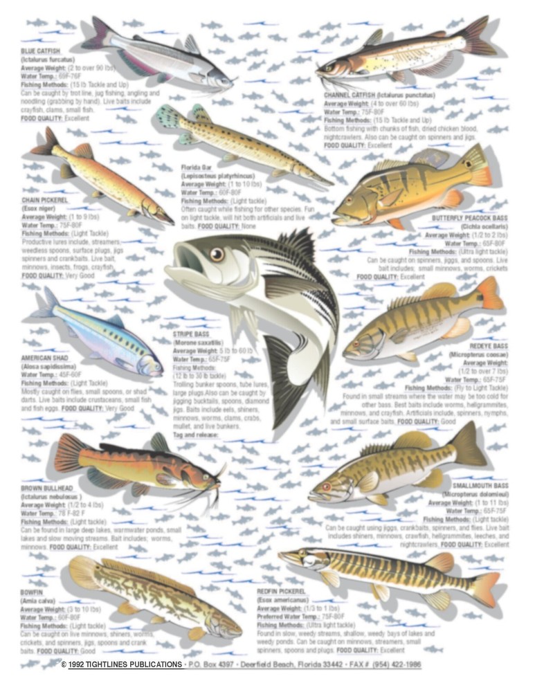 Freshwater Identification #3 - Waterproof Quick Reference Guide